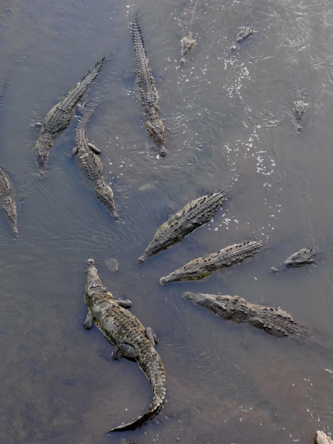Large Crocodiles under the bridge over Rio Tarcoles
